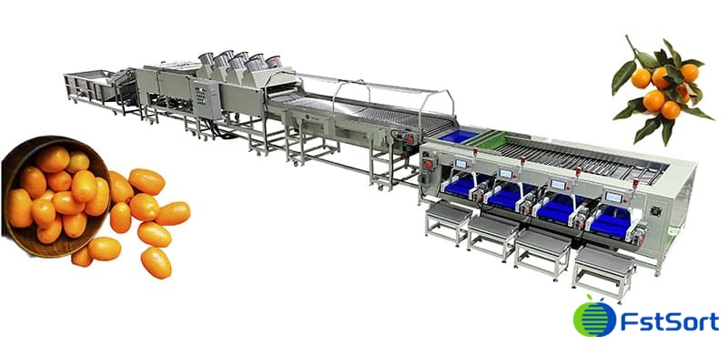 images/1681285301581máquina de clasificación de kumquat.jpg